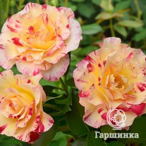 Роза Камиль Писсарро флорибунда, Дельбар, цвет 9 см - фото 1