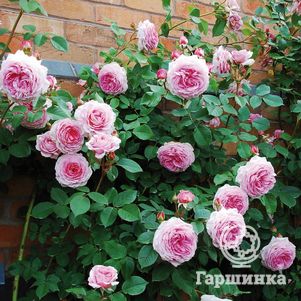 Роза Рамблинг Роуз, Ворнер, цвет 4 см - фото 1