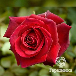 Роза Ред Берлин чайно-гибридная, Топалович, цвет 14 см - фото 1