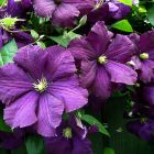 Клематис крупноцветковый Этуаль Виолет (3)
