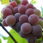 Виноград плодовый Лидия
