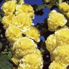 Шток-роза Double Yellow махровая
