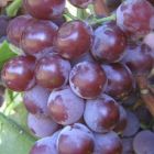 Виноград плодовый Лидия