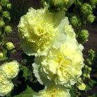 Шток-роза Double Yellow махровая
